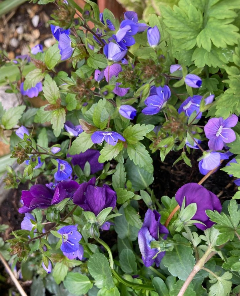 Veronica ‘Georgia Blue’ and pansy 'Blue Blotch'