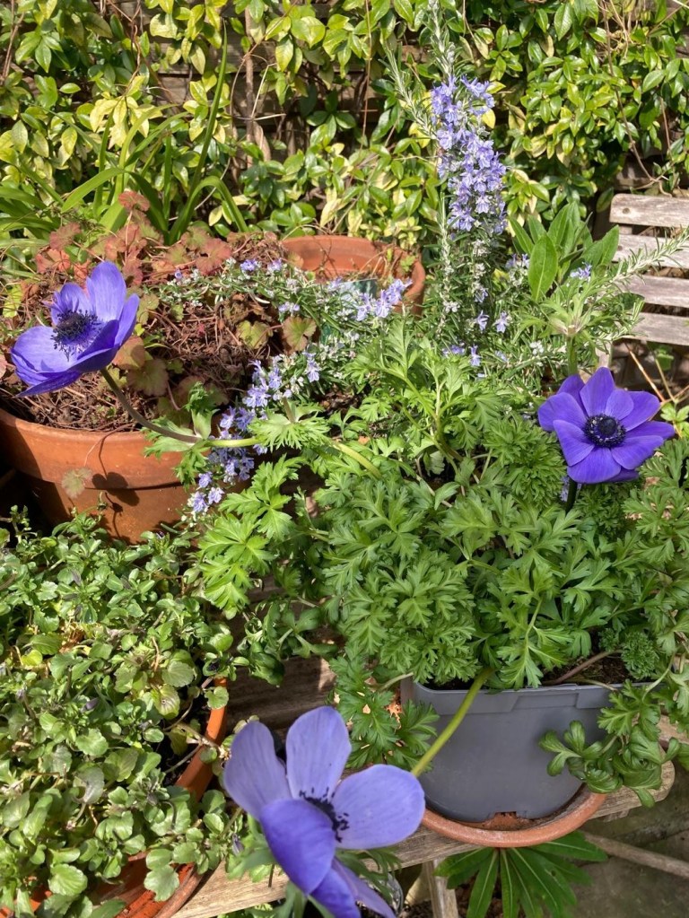 Boule rosemary and Anemone De Caen
