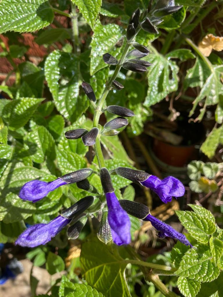 Salvia guaranitica 'Black & Blue'