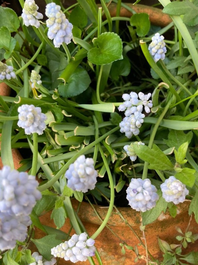 Muscari armeniacum ‘Valerie Finnis’