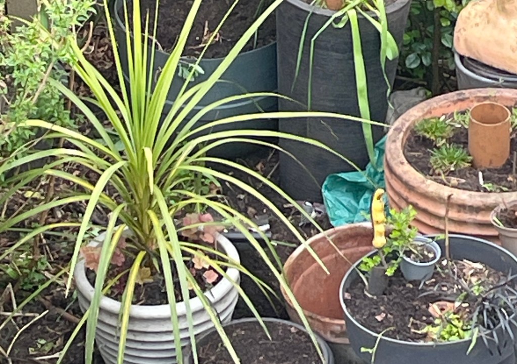 Wildlife (a great tit?) among the pots in Hamini's garden