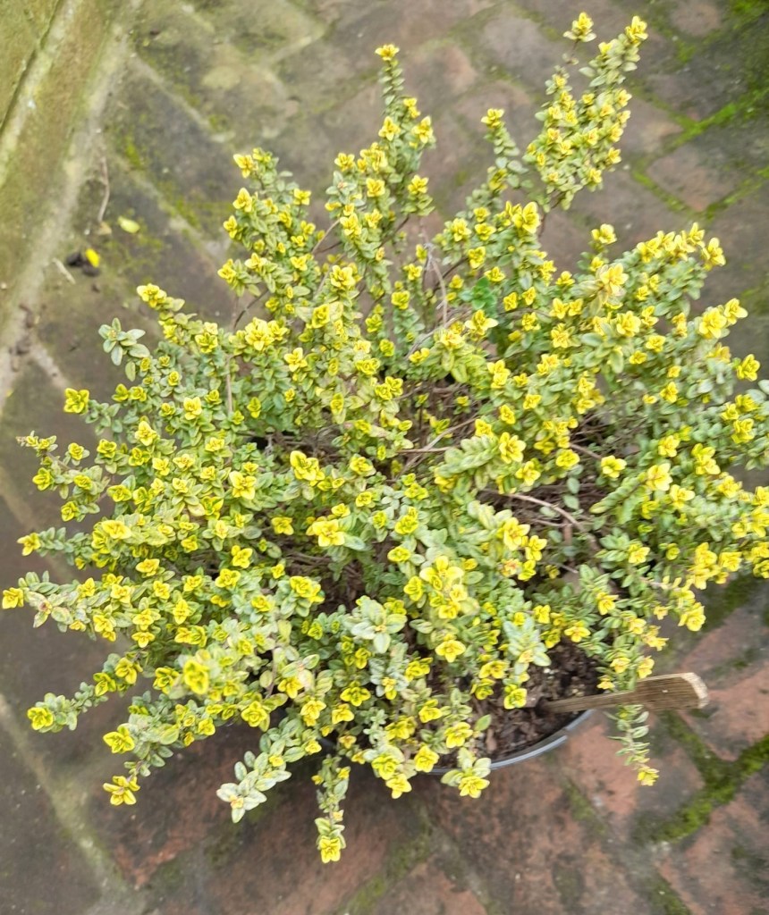Jean R's small garden containers (thyme)