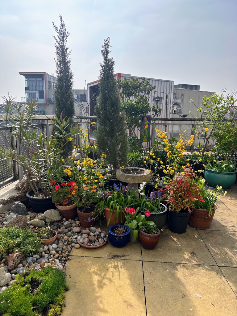 Linda P's 5th floor terrace