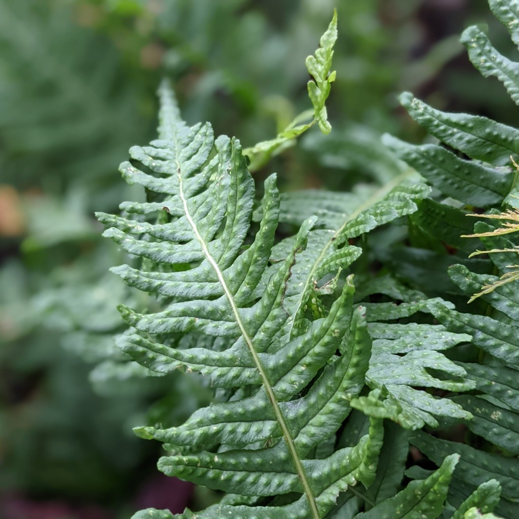 Polypodium vulgare (common polypody)