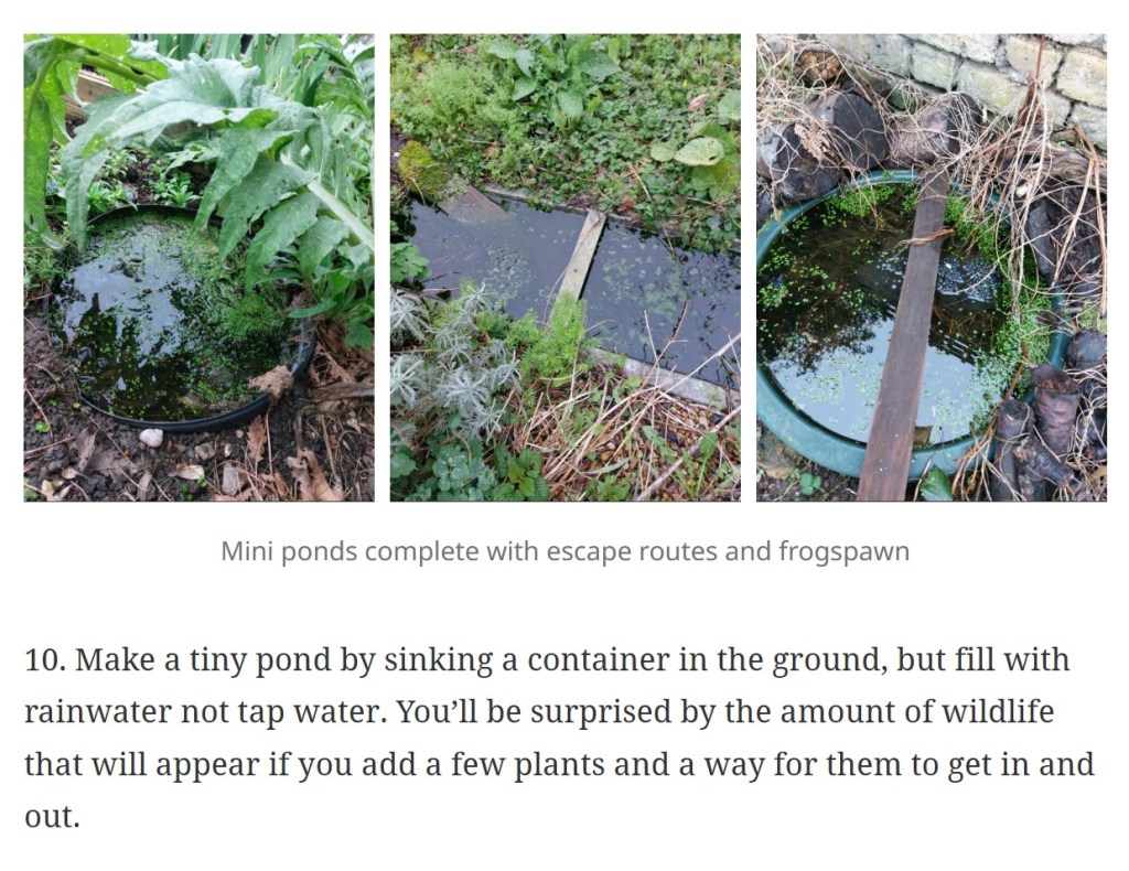 Pat's Mini Ponds (from '10 Jobs for March 2026')