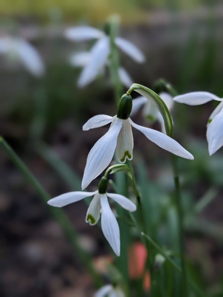 Galanthus nivalis (snowdrop)