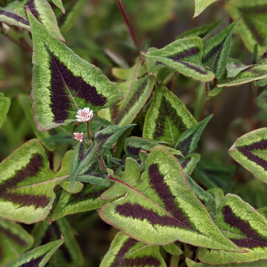Persicaria 'Purple Fantasy'