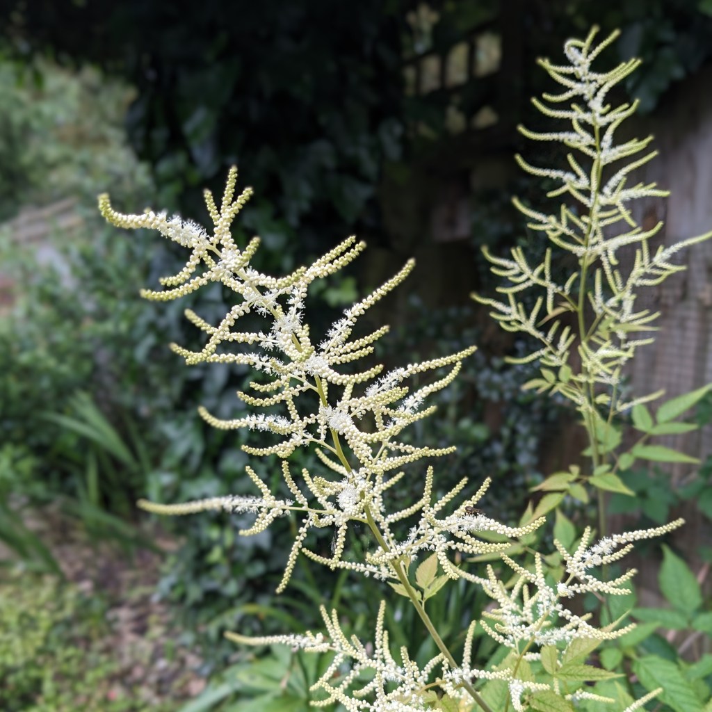 Aruncus dioicus (goatsbeard)