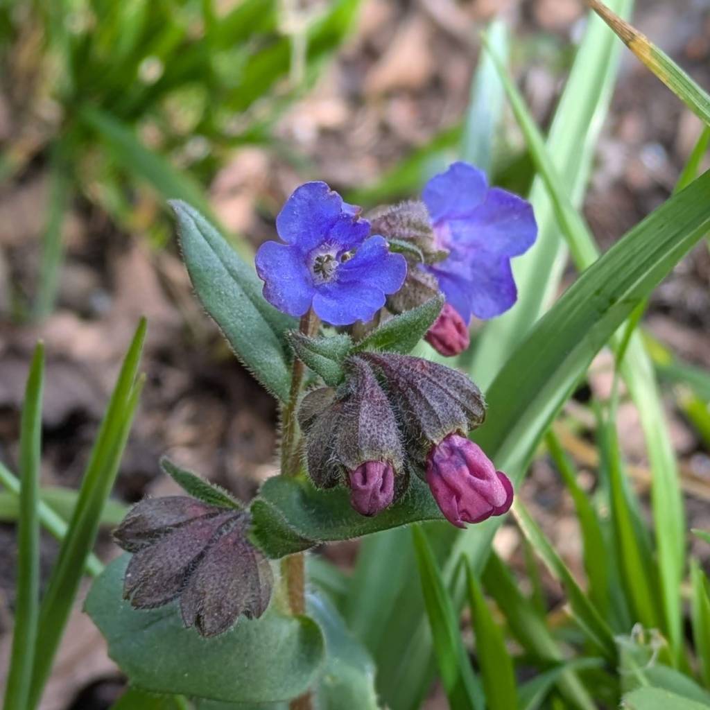 Pulmonaria 'Blue Ensign' (lungwort)