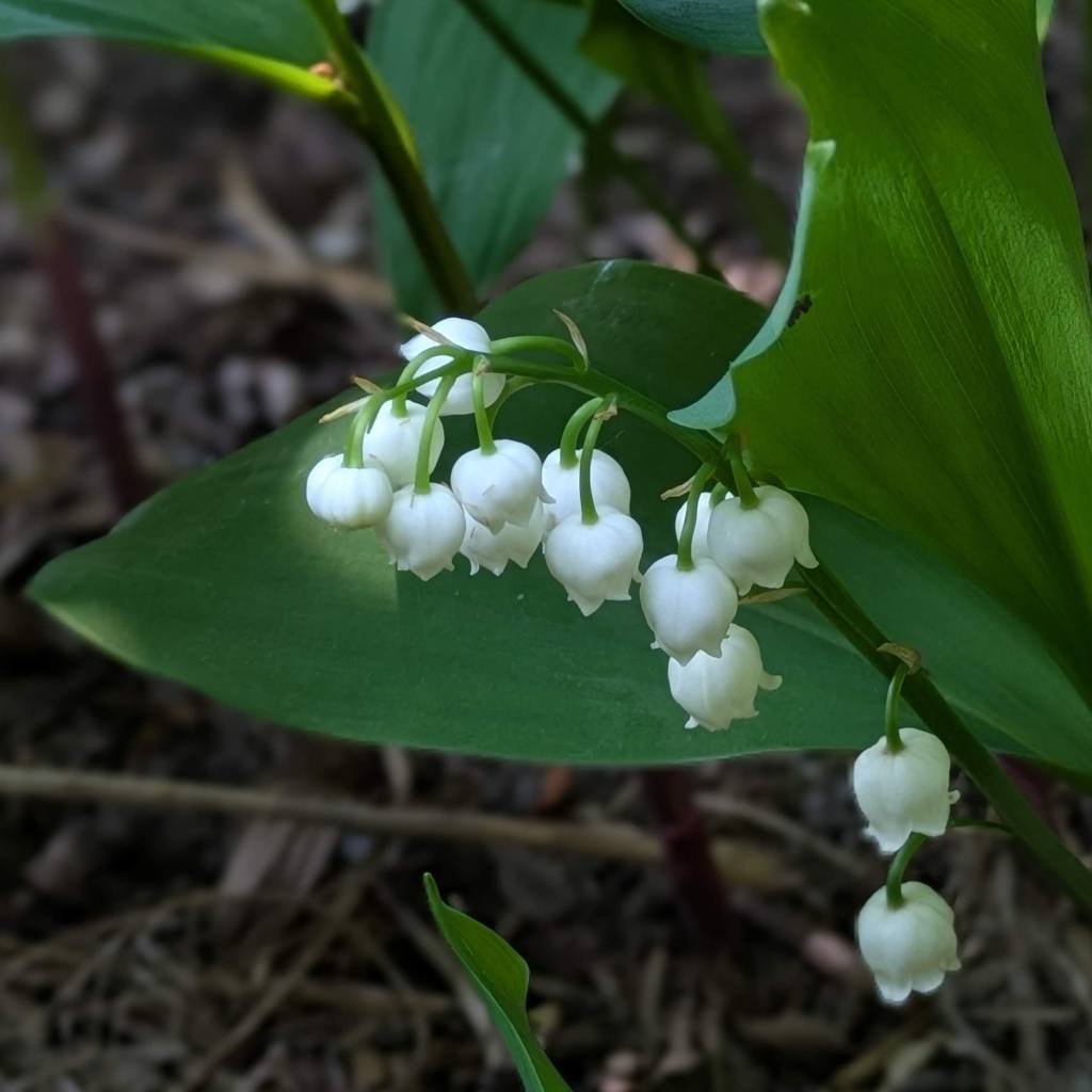 Convallaria majalis (lily of the valley)