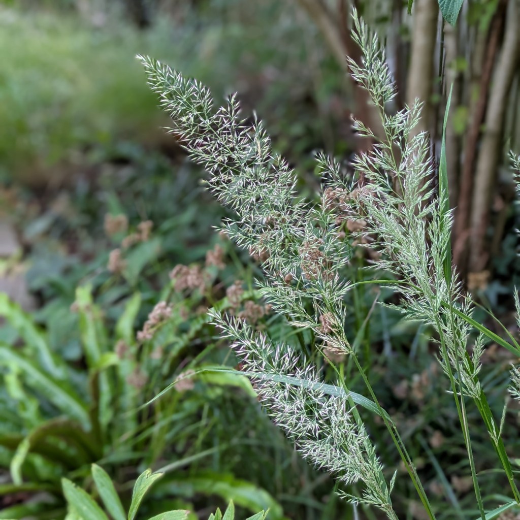 Calamagrostis bracytricha (Korean feather reed grass)