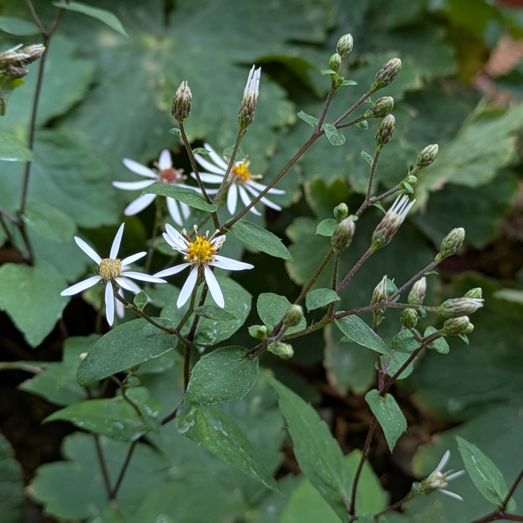 Eurybia divaricata (white wood aster)