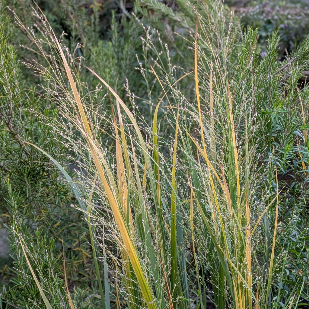Panicum virgatum 'Northwind' (switch grass)