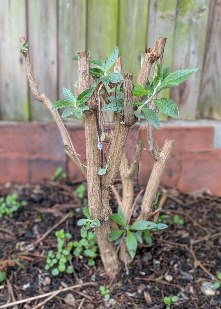 Buddleja davidii after a fairly hard prune - already developing new shoots!