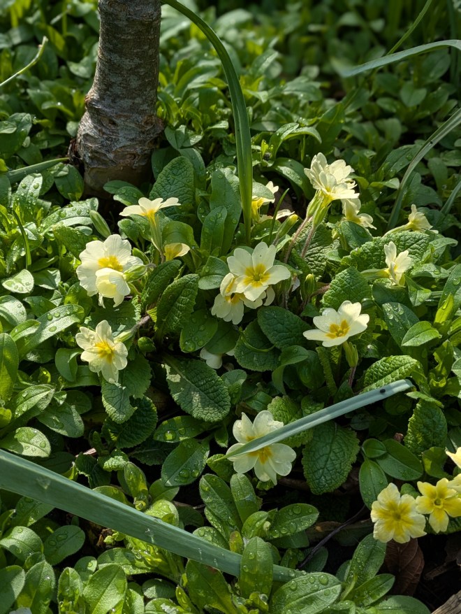 Spring primroses and forget-me-nots