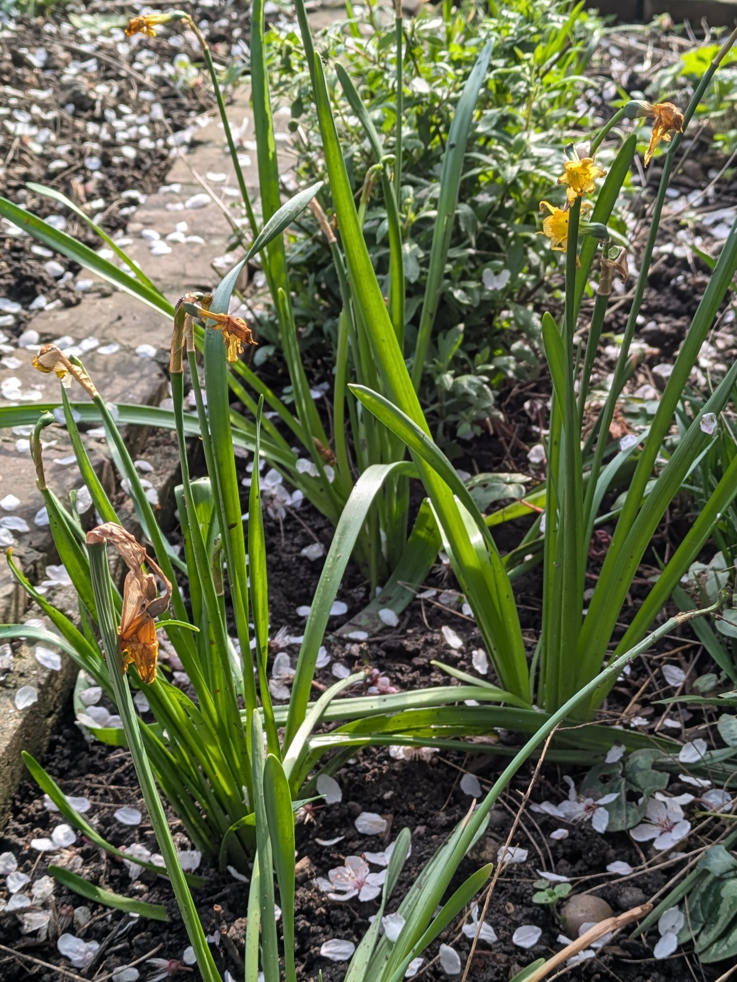 Daffodils before deadheading - remove spent flowerheads
