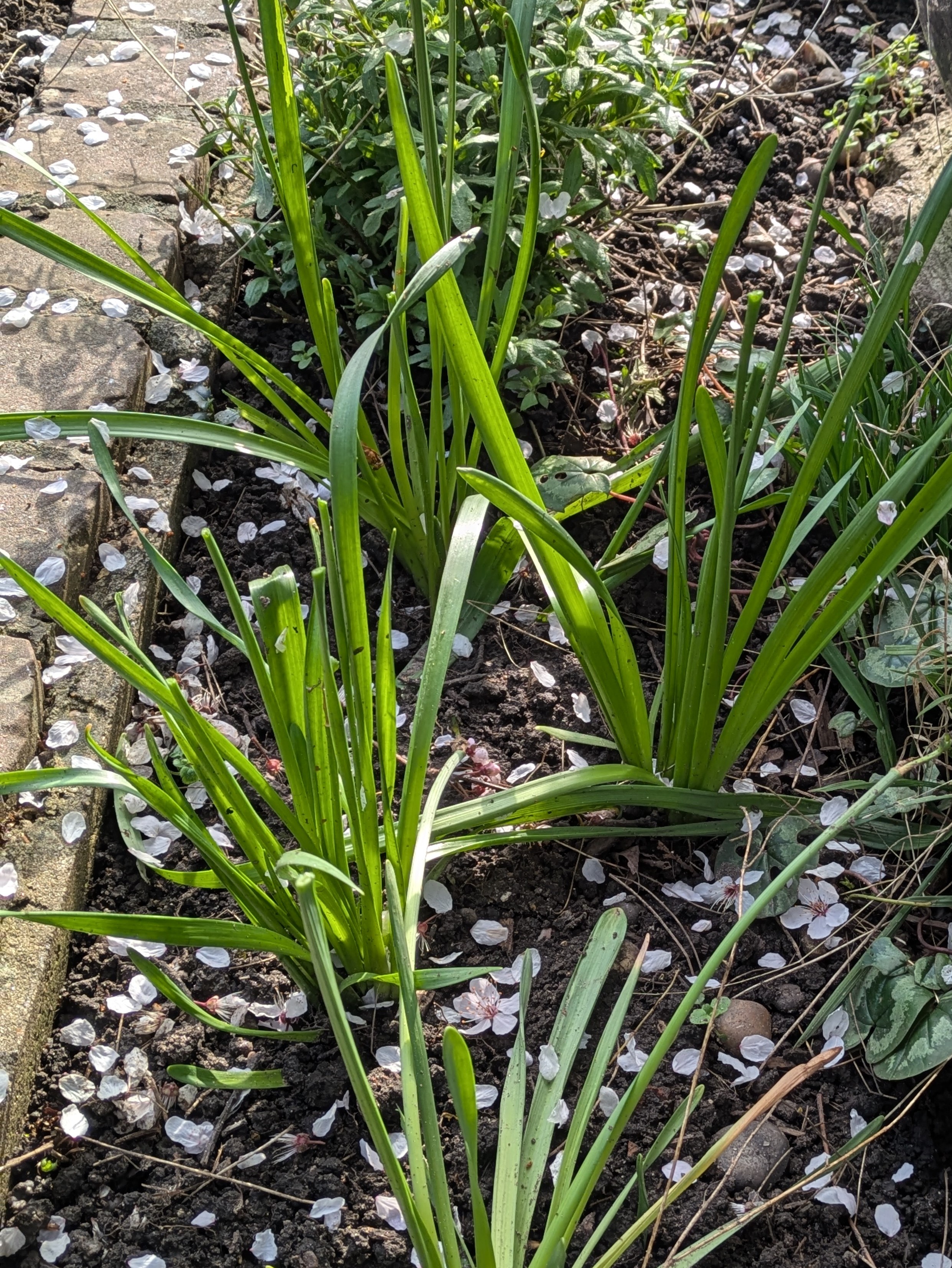 Daffodils after deadheading - leave all the green foliage to die back naturally