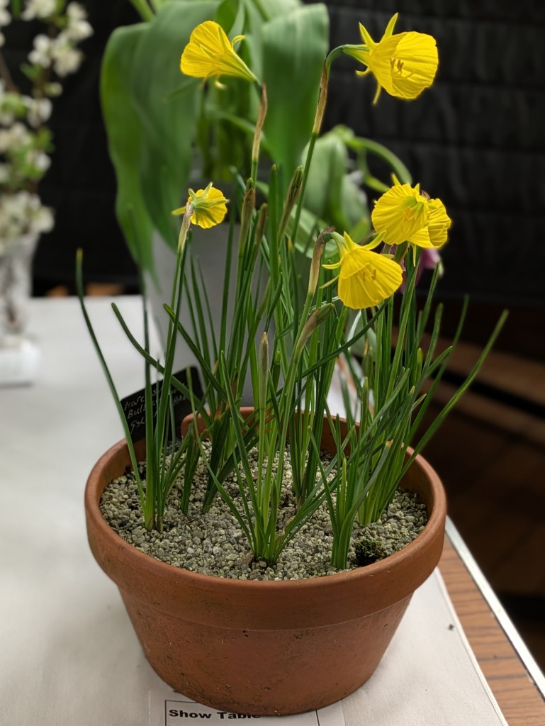 Narcissus bulbocodium CABAHS Show Table March 2026