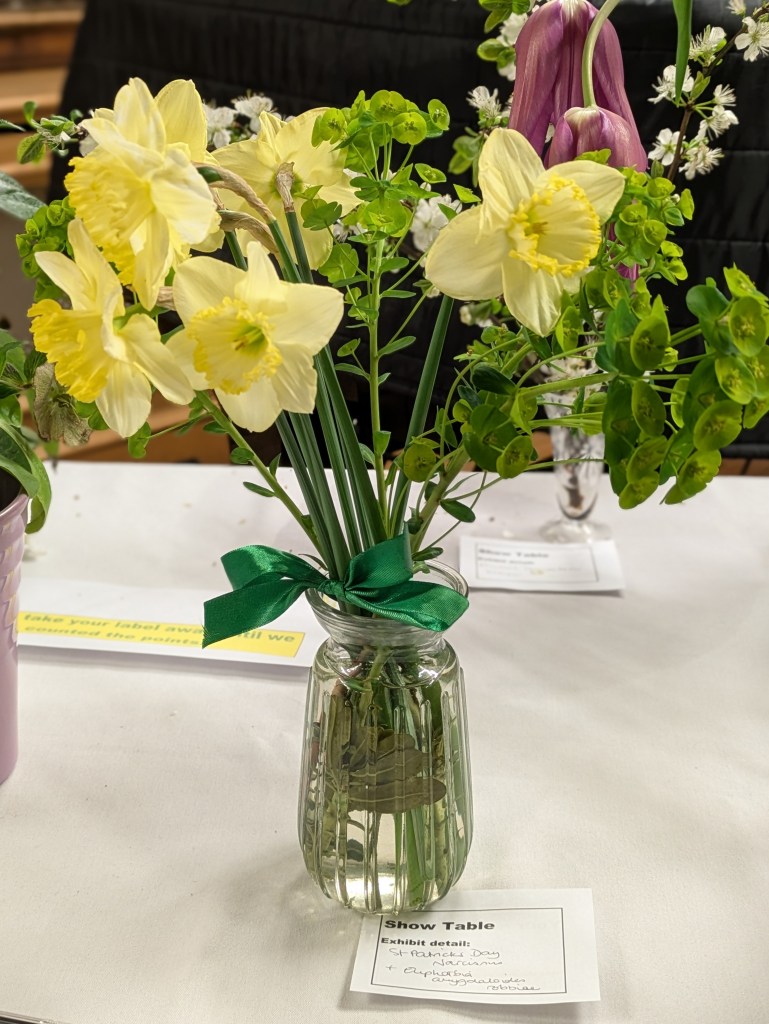 Rosa 'St Patrick's Day' and Euphorbia amygdaloides var 'Robbiae' CABAHS Show Table March 2026