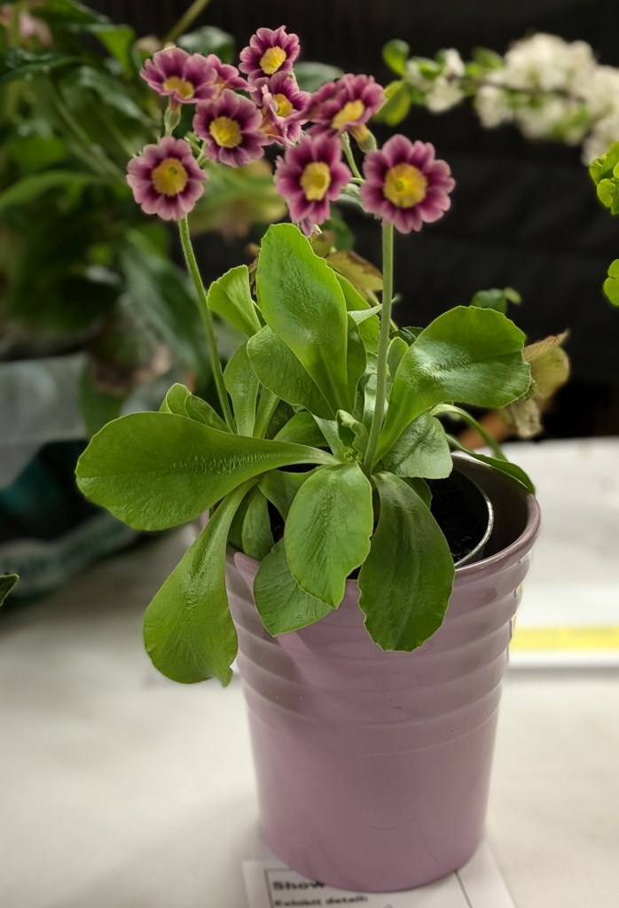 Auricula CABAHS Show Table March 2026