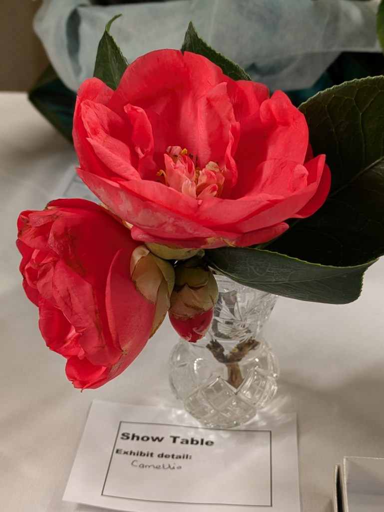 Camellia CABAHS Show Table March 2026