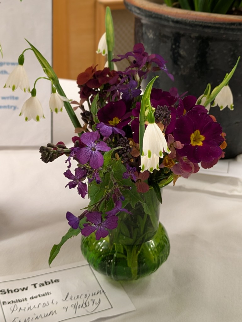 Primrose, snowflake, wallflower and honesty CABAHS Show Table March 2026