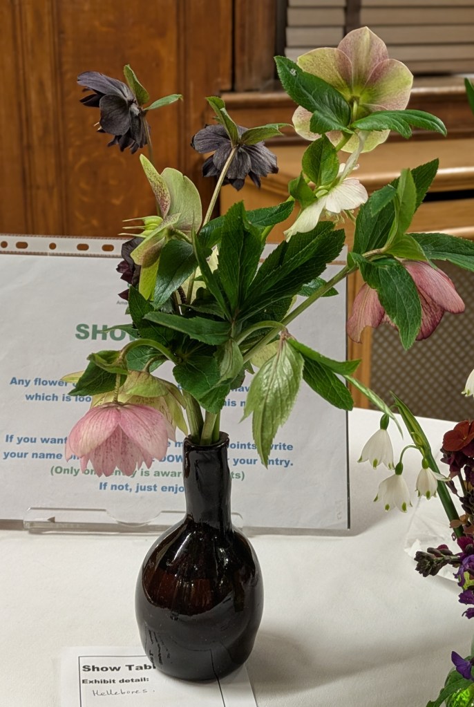 A beautiful range of hellebores CABAHS Show Table March 2026