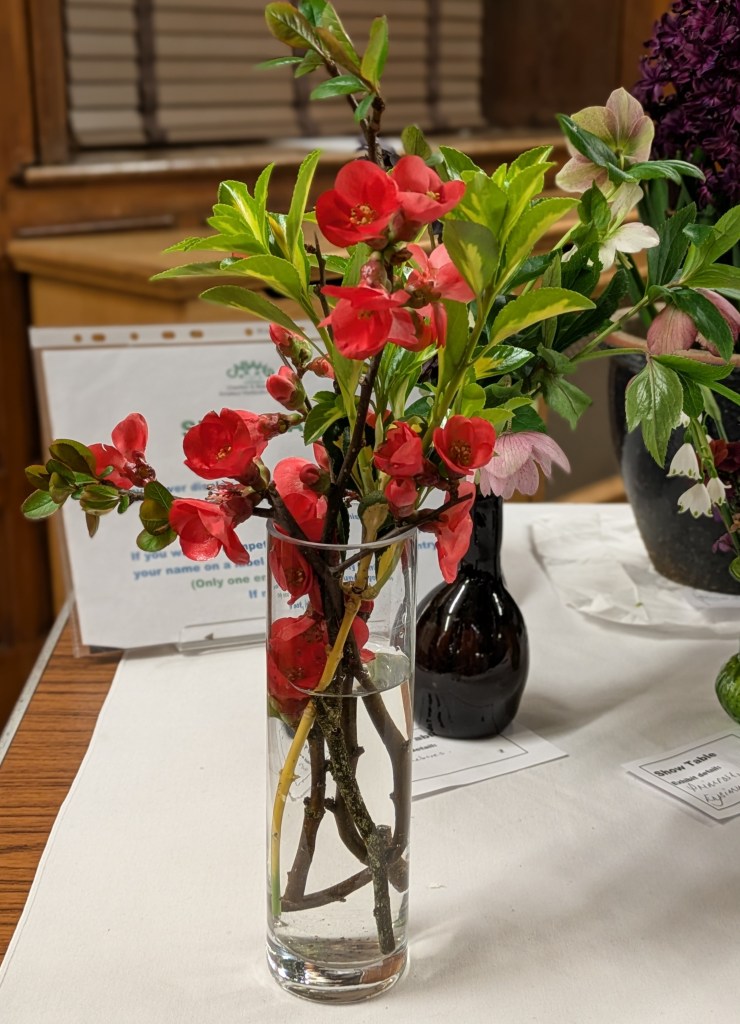 Chaenomeles (Japanese quince) CABAHS Show Table March 2026