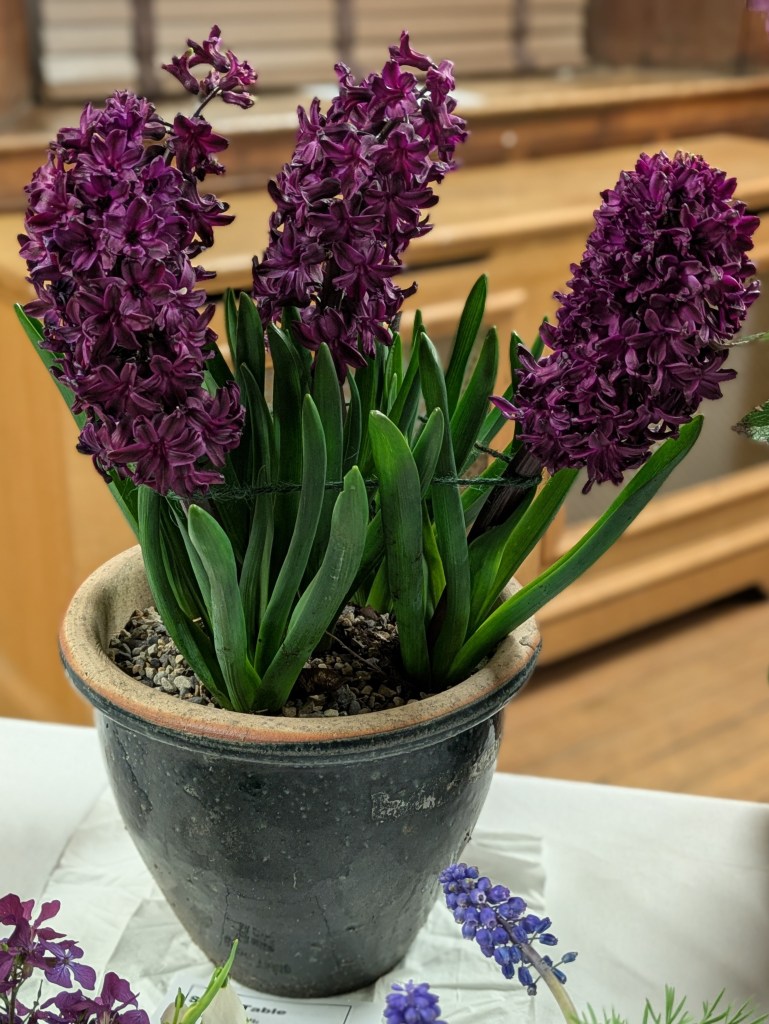 Richly scented Hyacinth CABAHS Show Table March 2026