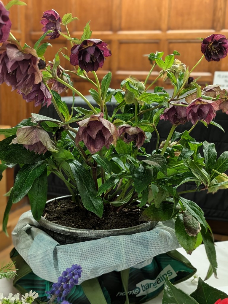 Incredible hellebores CABAHS Show Table March 2026