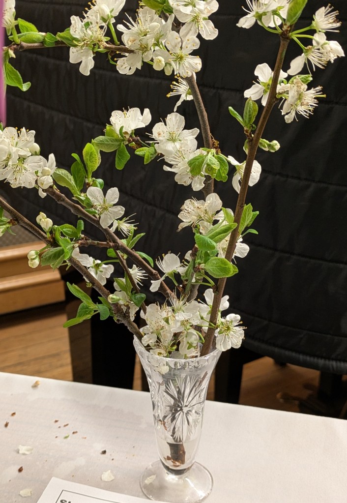 Beautiful blossom CABAHS Show Table March 2026
