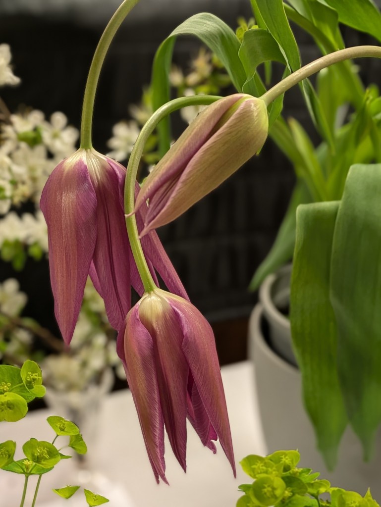 Tulipa x gesneriana CABAHS Show Table March 2026
