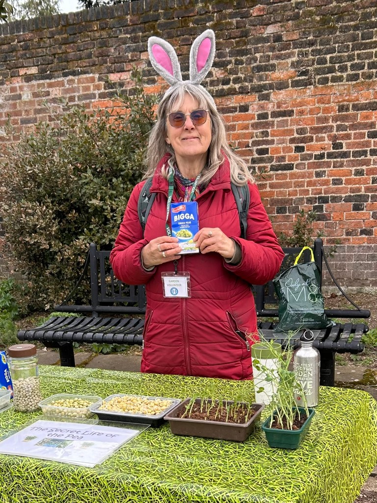 Ruth demonstrating Life of Peas