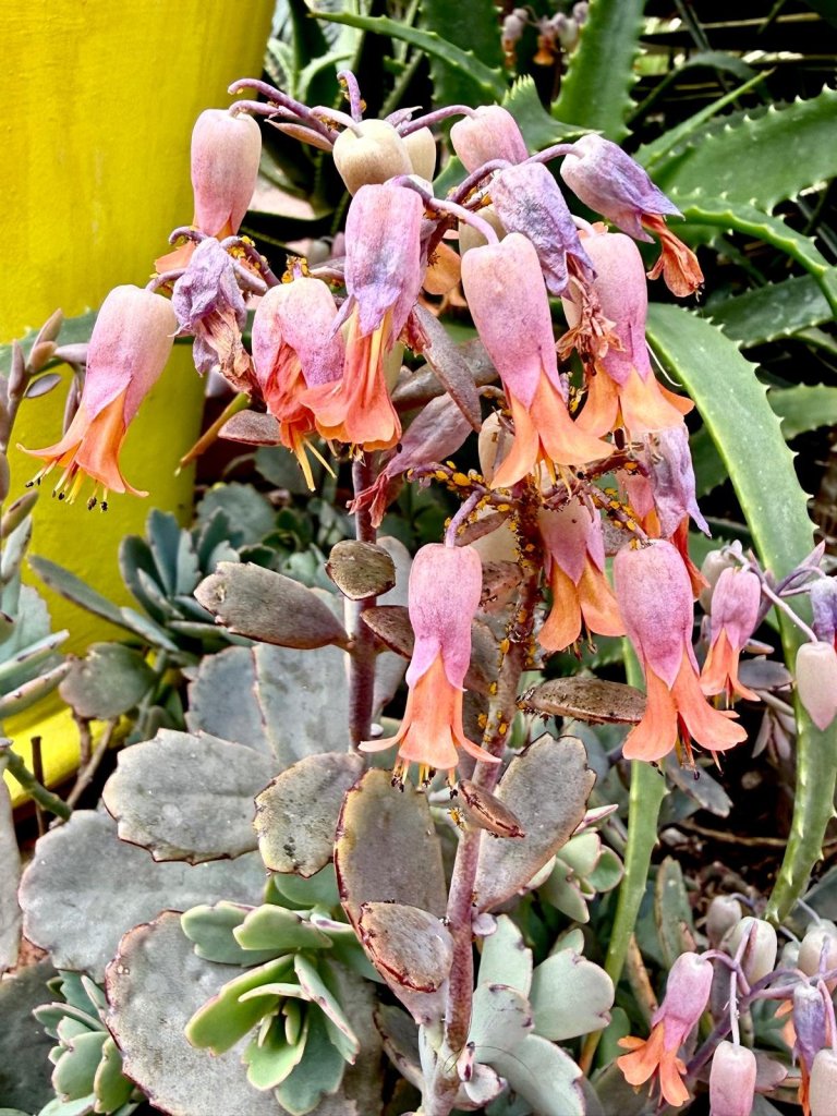 Kalanchoe at Le Jardin Majorelle, Marrakesh. March 2026