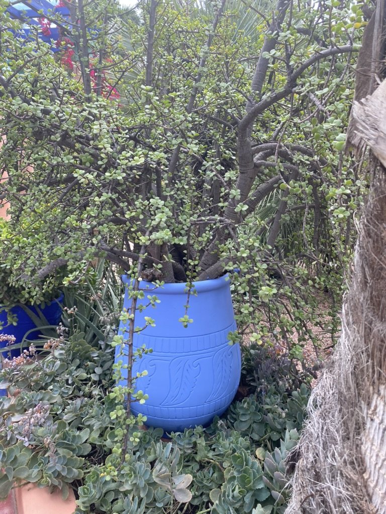 Succulent at Le Jardin Majorelle, Marrakesh. March 2026