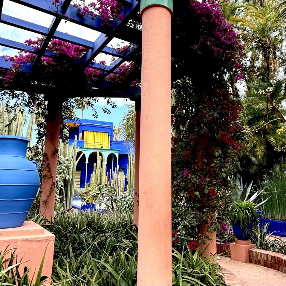 Bougainvillea Le Jardin Majorelle, Marrakesh. March 2026