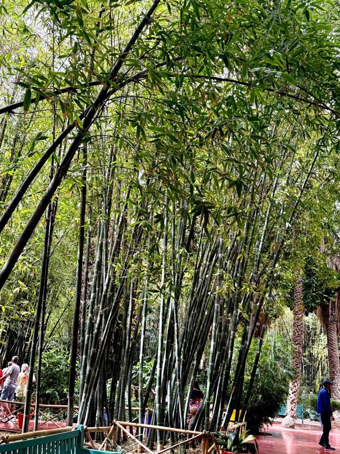 Bamboo at Le Jardin Majorelle, Marrakesh. March 2026
