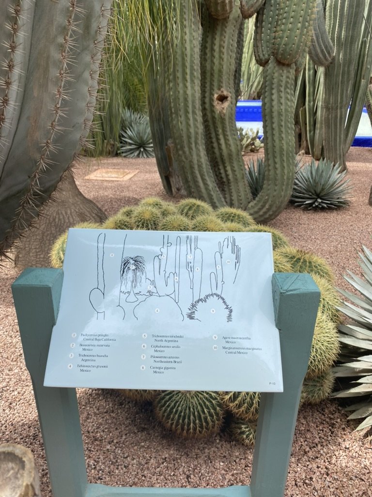 Cacti at Le Jardin Majorelle, Marrakesh. March 2026