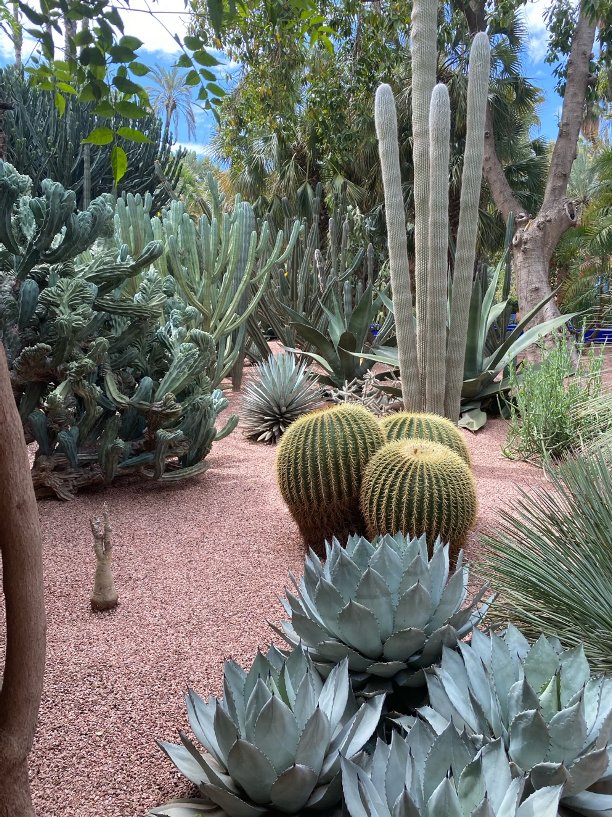 Cacti at Le Jardin Majorelle, Marrakesh. March 2026