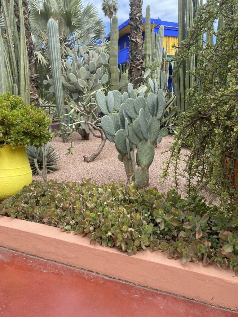 Succulents line the paths at Le Jardin Majorelle, Marrakesh. March 2026