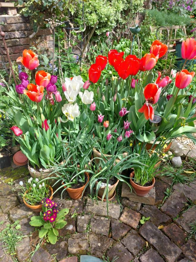 Keep pots well watered