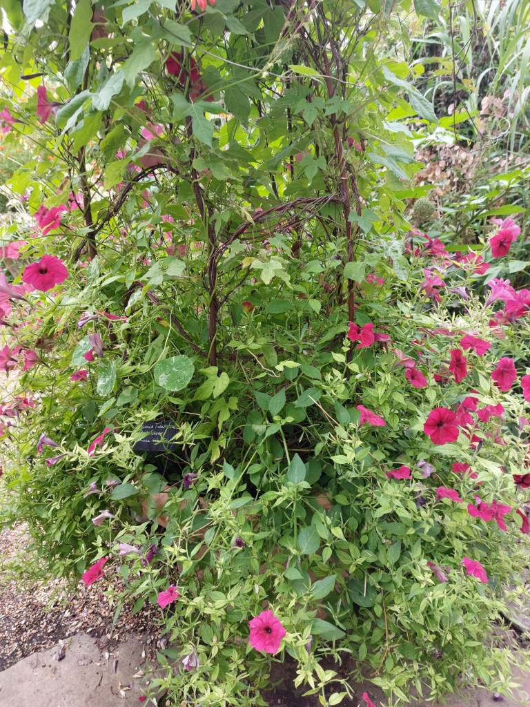 Well supported plants