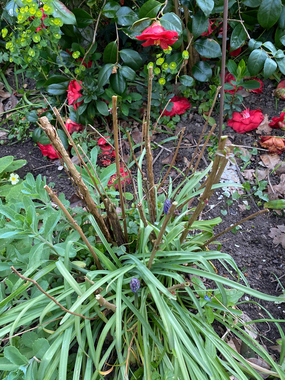 Hardy Fuchsia after cutting back
