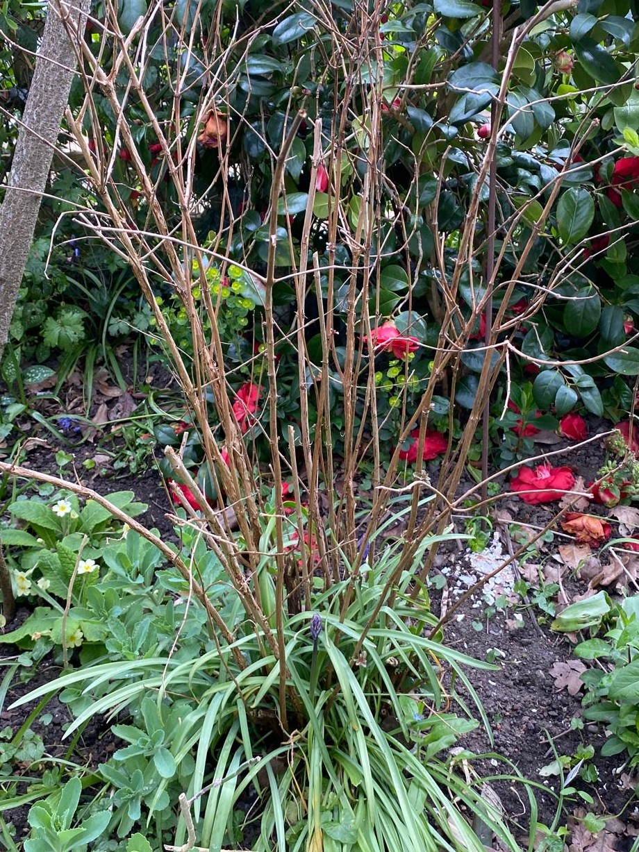 Hardy Fuchsia before cutting back