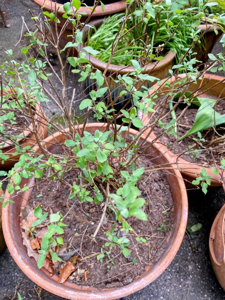 Cut back shrubby Salvia to a leaf node
