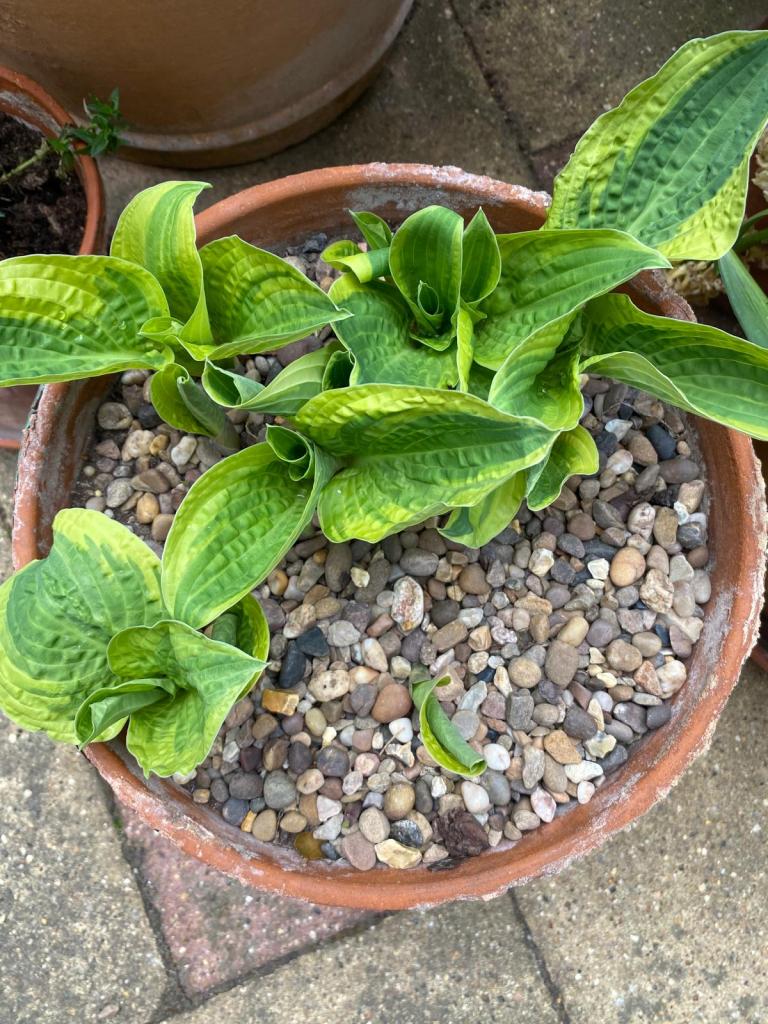 Protect slug-magnets with grit