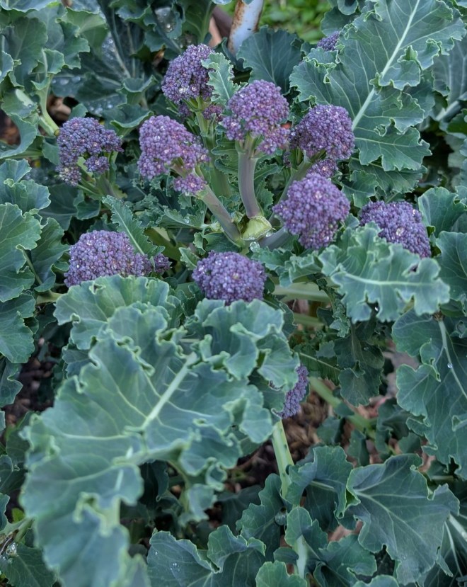 Purple sprouting broccoli