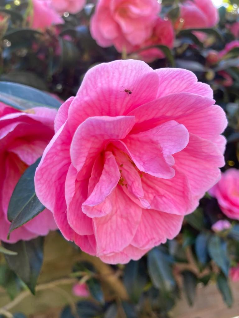 Camellia x williamsii ‘Donation’