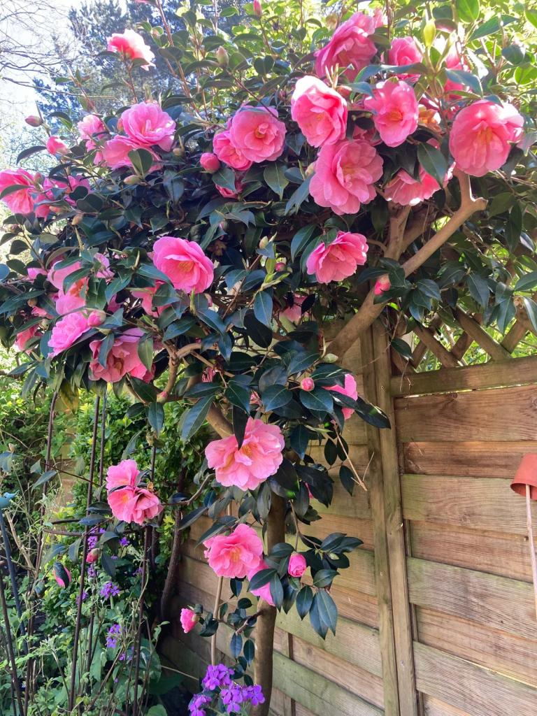 Camellia x williamsii ‘Donation’