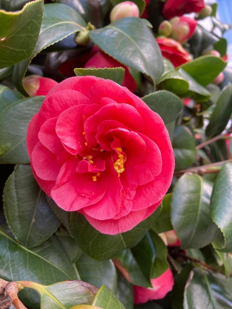 Unknown Camellia